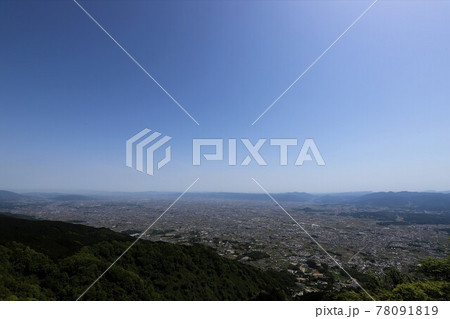 葛城山　満開のツツジ 78091819