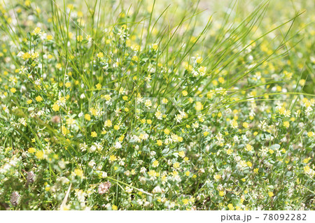 一面に満開に咲くコメツブツメクサの花【風景】 一面に満開に咲くコメツブツメクサの花【風景】 78092282