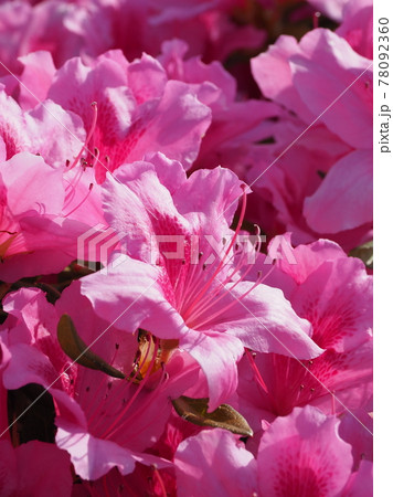 美しいツツジ 美しいツツジ 78092360