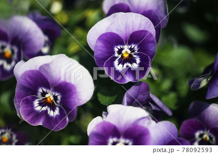ビオラ　紫色の花 78092593