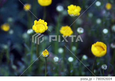 クリサンセマム  黄色いムルチコーレ の花 78092604