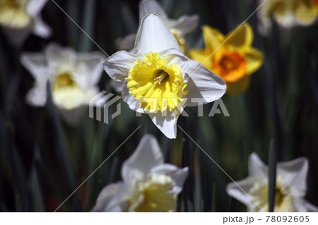 大杯スイセン　白に黄色の花 78092605