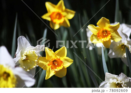 大杯スイセン　黄に朱色の花 78092609