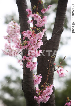 桜　色鮮やかな山桜の花 78092621