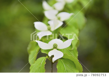 ヤマボウシ 78092753