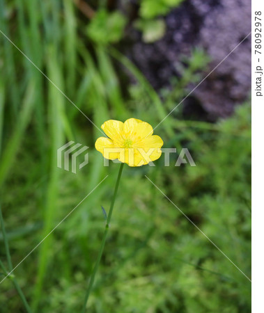 ミヤマキンポウゲ ミヤマキンポウゲ 78092978