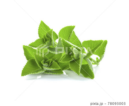 Indian borage  leaves isolated on white background 78093003