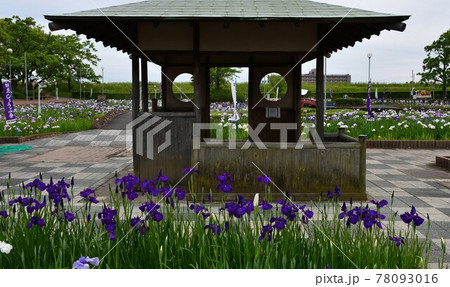 ハナショウブ　花しょうぶ　花菖蒲 78093016