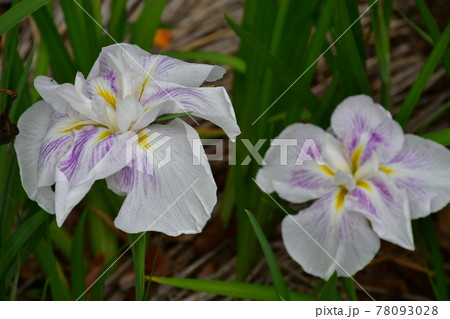 ハナショウブ　花しょうぶ　花菖蒲 78093028