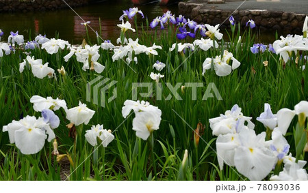 ハナショウブ　花しょうぶ　花菖蒲 78093036