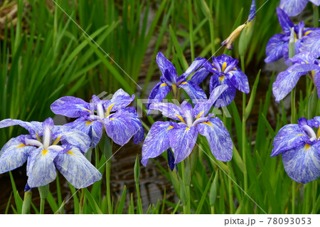 ハナショウブ　花しょうぶ　花菖蒲 78093053