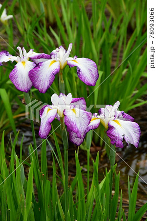 ハナショウブ 花しょうぶ 花菖蒲 ハナショウブ 花しょうぶ 花菖蒲 78093066