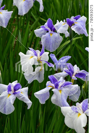 ハナショウブ　花しょうぶ　花菖蒲 78093075