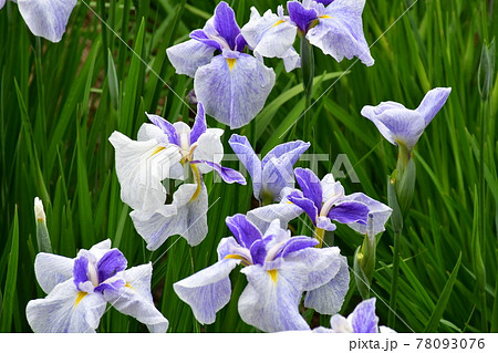 ハナショウブ　花しょうぶ　花菖蒲 78093076