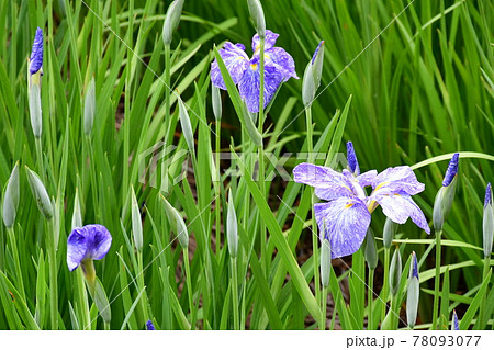 ハナショウブ　花しょうぶ　花菖蒲 78093077