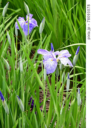 ハナショウブ　花しょうぶ　花菖蒲 78093078