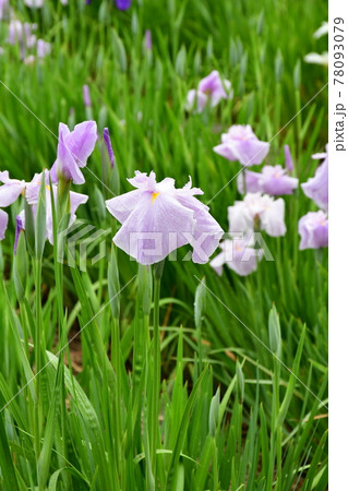 ハナショウブ　花しょうぶ　花菖蒲 78093079