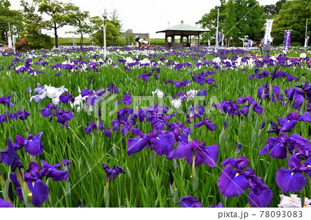 ハナショウブ 花しょうぶ 花菖蒲 ハナショウブ 花しょうぶ 花菖蒲 78093083