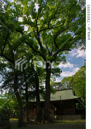 男神社 夫婦樟と本殿 大阪府泉南市 新緑と青空 男神社 夫婦樟と本殿 大阪府泉南市 新緑と青空 78093095