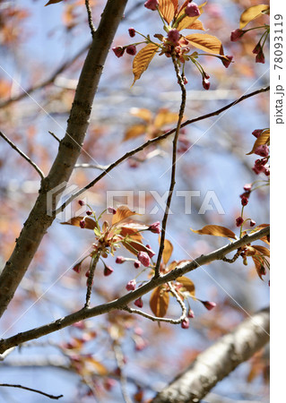 晴れた日の公園　八重桜の蕾 78093119
