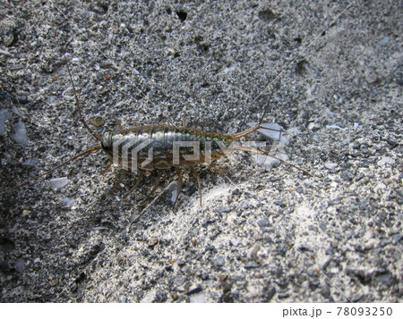 フナムシ フナムシ 78093250