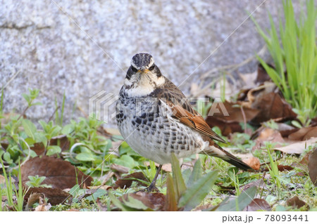 ツグミ あたりを警戒して立ち止まる。正面向き ツグミ あたりを警戒して立ち止まる。正面向き 78093441