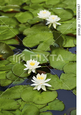 池に咲く白いスイレンの花 池に咲く白いスイレンの花 78093487