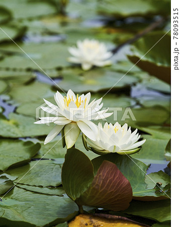 池に咲く白いスイレンの花 池に咲く白いスイレンの花 78093515
