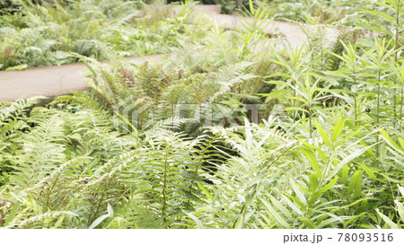 新緑眩しい湘南三浦半島の神奈川県三浦市首都圏の秘境の小網代の森の春 新緑眩しい湘南三浦半島の神奈川県三浦市首都圏の秘境の小網代の森の春 78093516