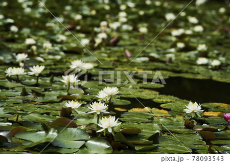池に咲く白いスイレンの花 78093543
