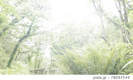 新緑眩しい湘南三浦半島の神奈川県三浦市首都圏の秘境の小網代の森の春 78093544