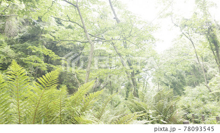 新緑眩しい湘南三浦半島の神奈川県三浦市首都圏の秘境の小網代の森の春 新緑眩しい湘南三浦半島の神奈川県三浦市首都圏の秘境の小網代の森の春 78093545