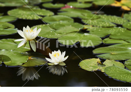 池に咲く白いスイレンの花 78093550