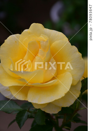 薔薇 バラ 薔薇 バラ 78093647