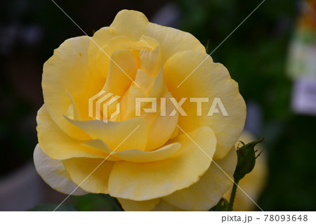 薔薇　バラ 78093648