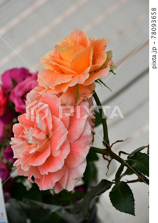 薔薇　バラ 78093658