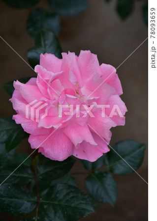 薔薇 バラ 薔薇 バラ 78093659