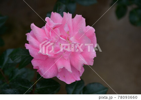 薔薇　バラ 78093660