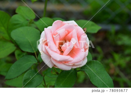 薔薇　バラ 78093677