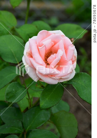 薔薇　バラ 78093678