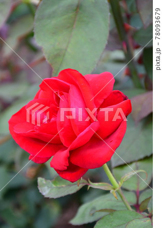 薔薇 バラ 薔薇 バラ 78093679