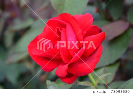 薔薇 バラ 薔薇 バラ 78093680
