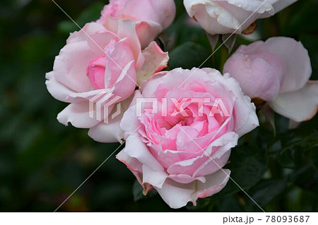 薔薇 バラ 薔薇 バラ 78093687