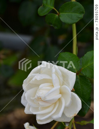 薔薇 バラ 薔薇 バラ 78093709