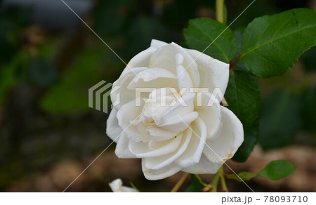 薔薇 バラ 薔薇 バラ 78093710