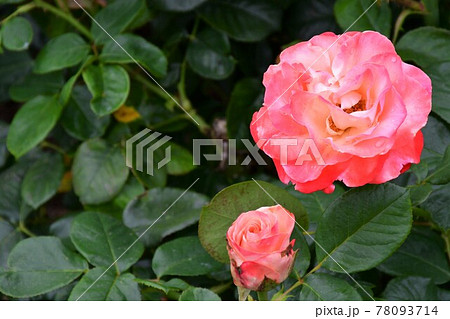 薔薇　バラ 78093714