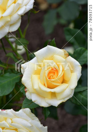 薔薇 バラ 薔薇 バラ 78093715