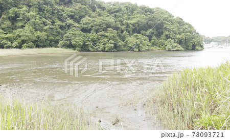新緑眩しい湘南三浦半島の神奈川県三浦市首都圏の秘境の小網代の森の春 78093721