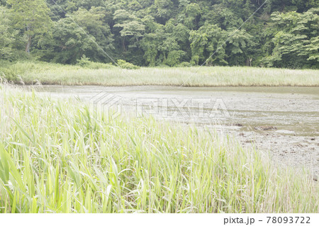 新緑眩しい湘南三浦半島の神奈川県三浦市首都圏の秘境の小網代の森の春 78093722