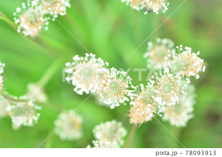 ヘラオオバコの花クローズアップ ヘラオオバコの花クローズアップ 78093913